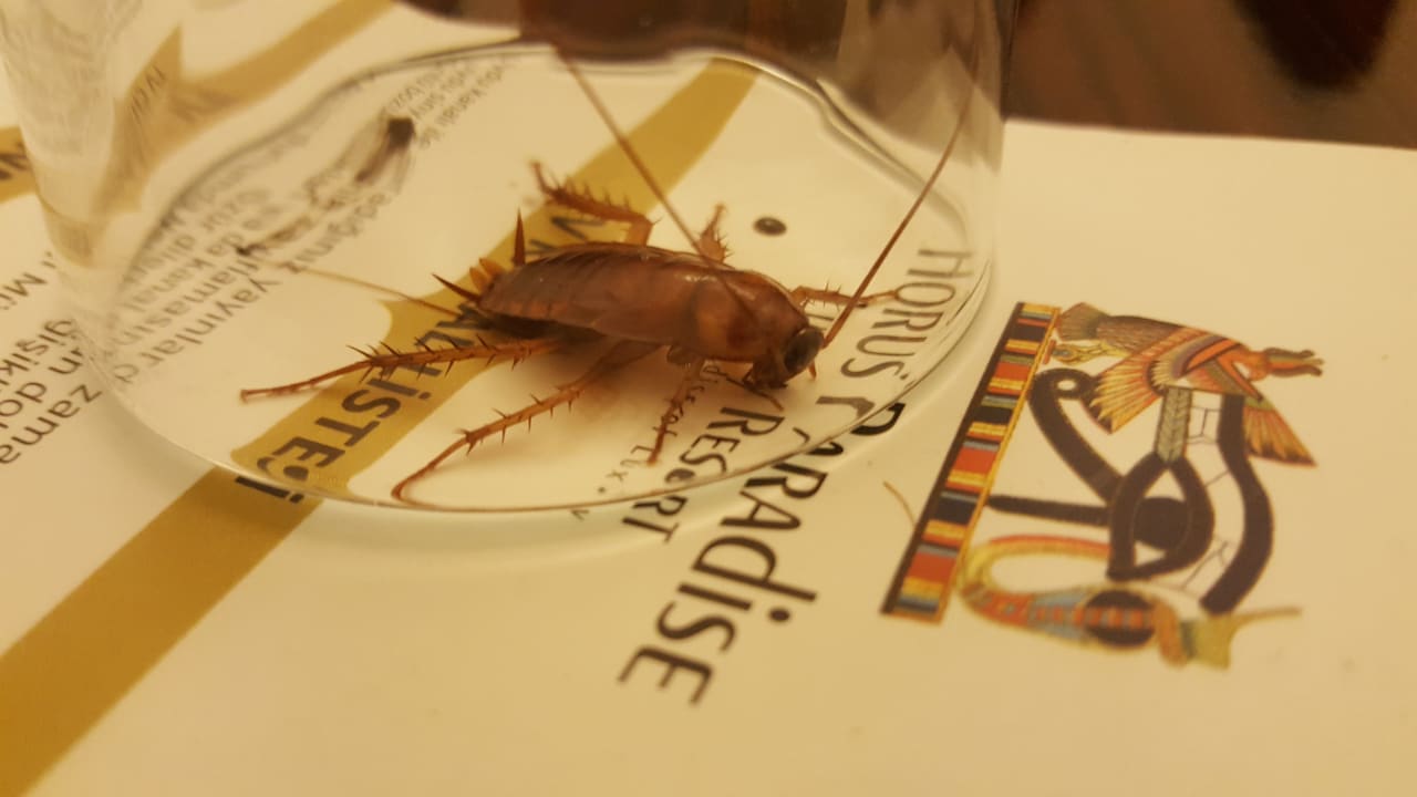 Zimmer Horus Paradise Luxury Resort & Club