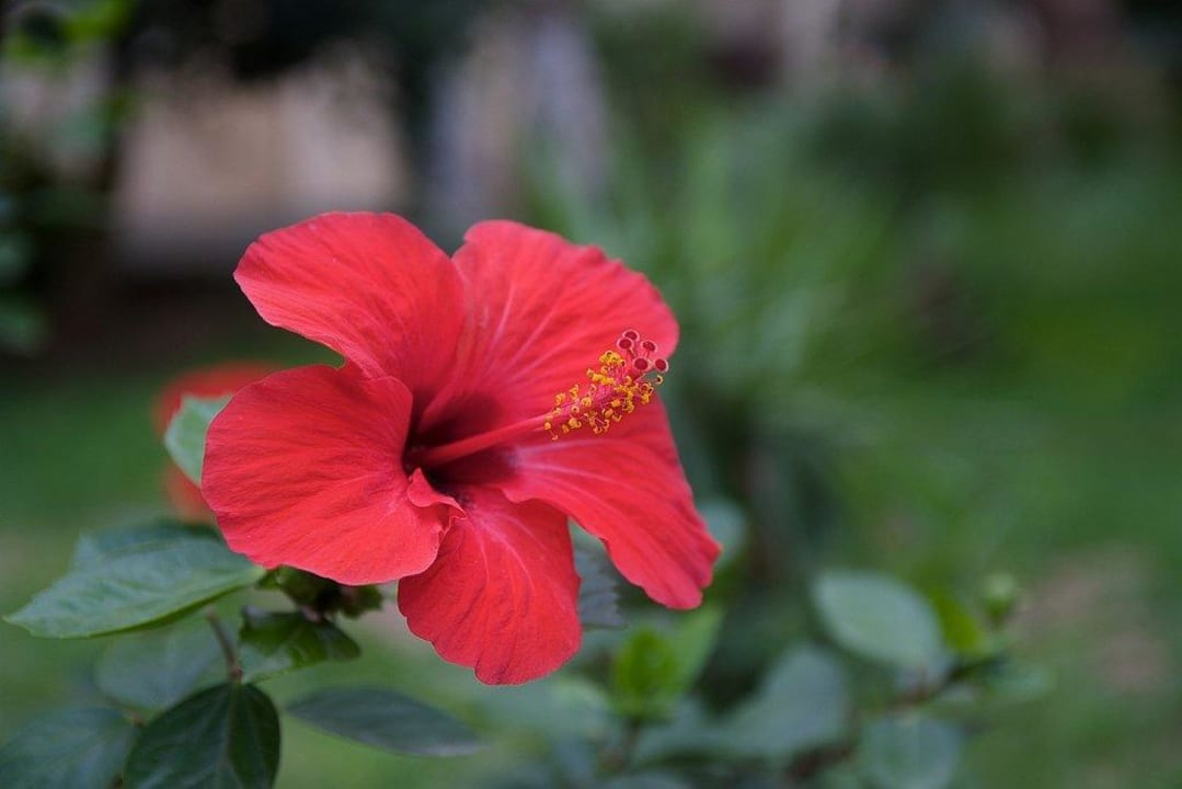 Blume Hotel Paradis Palace