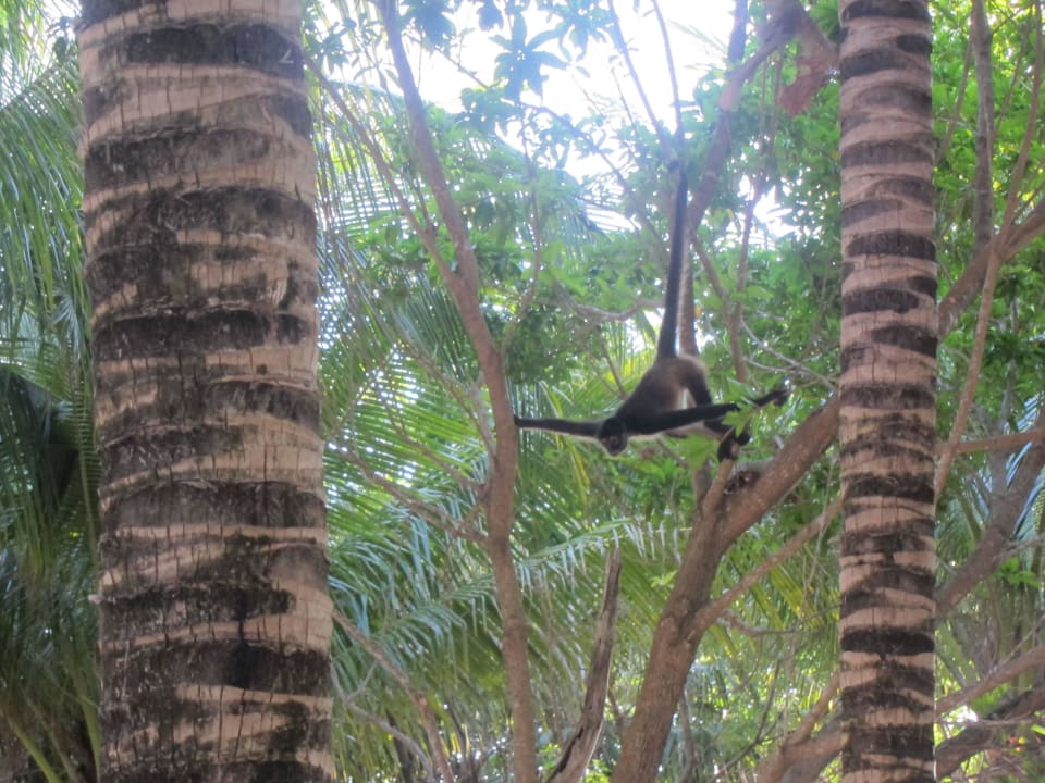 Strand Kantenah Grand Palladium Kantenah Resort & Spa