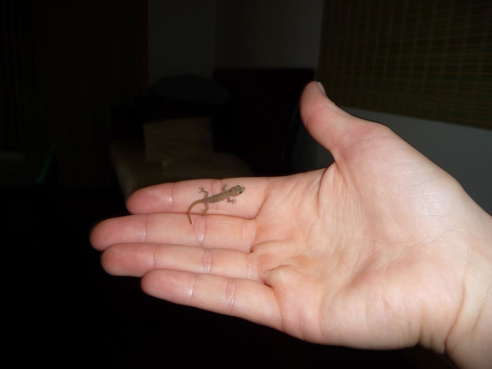 Gecko Kuredu Island Resort & Spa