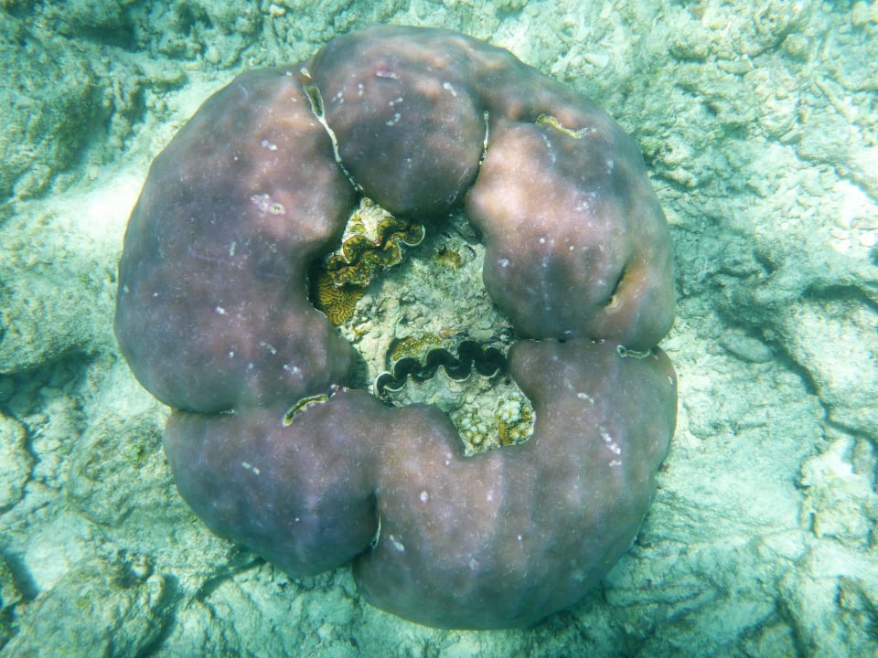 Schnorcheln Kuramathi Maldives