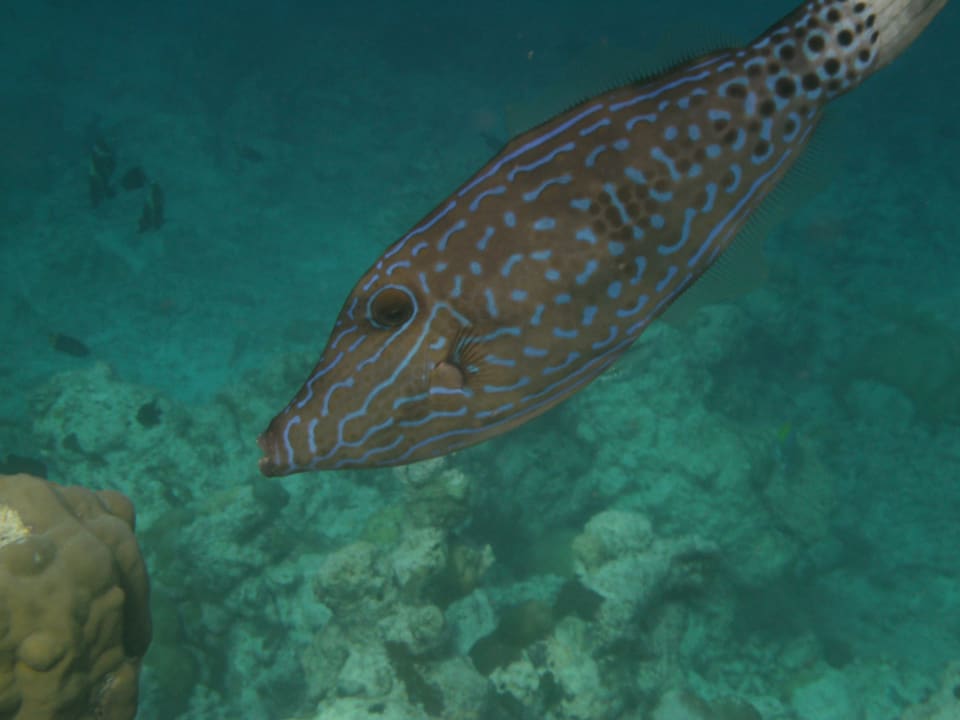 Strand Adaaran Select Meedhupparu Island Resort - Premium All Inclusive