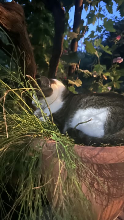 Gartenanlage Hotel Golden Sun