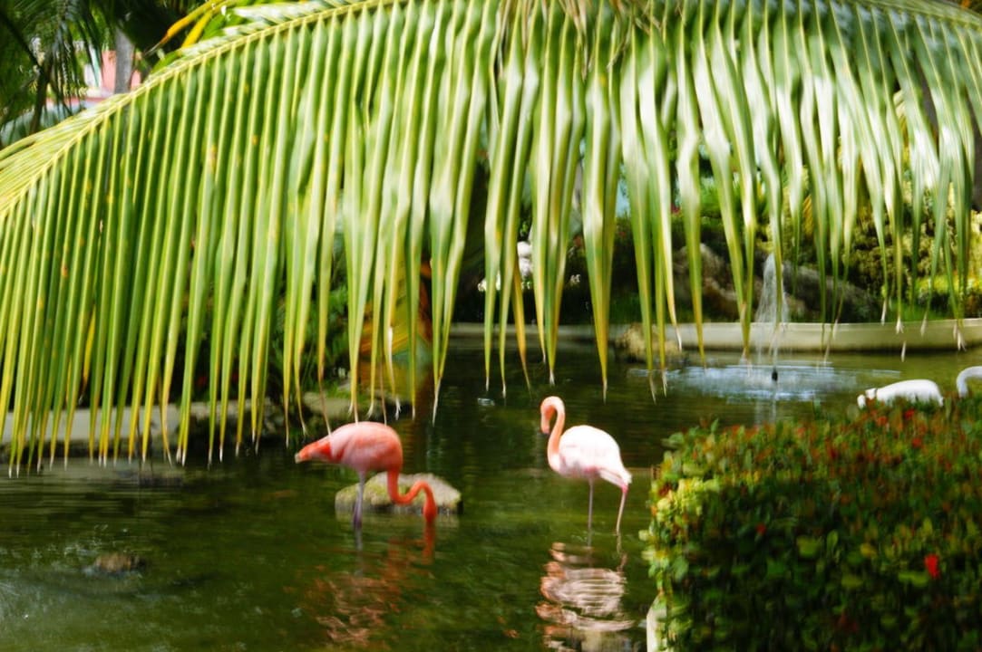 Przed wejściem Grand Palladium Select Bávaro Resort & Spa