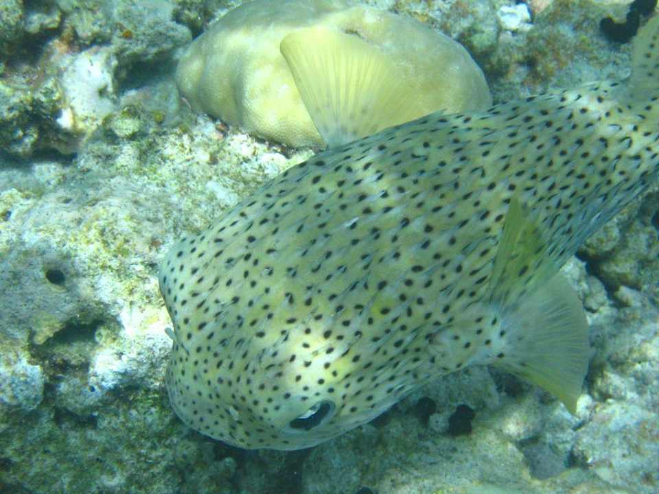 Schnorcheln am Hausriff Embudu Embudu Village