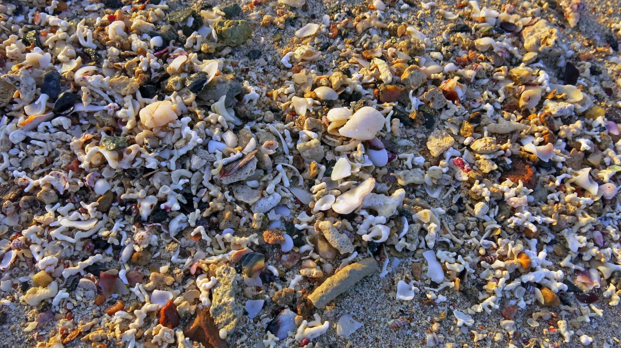 Muscheln Shams Alam Beach Resort