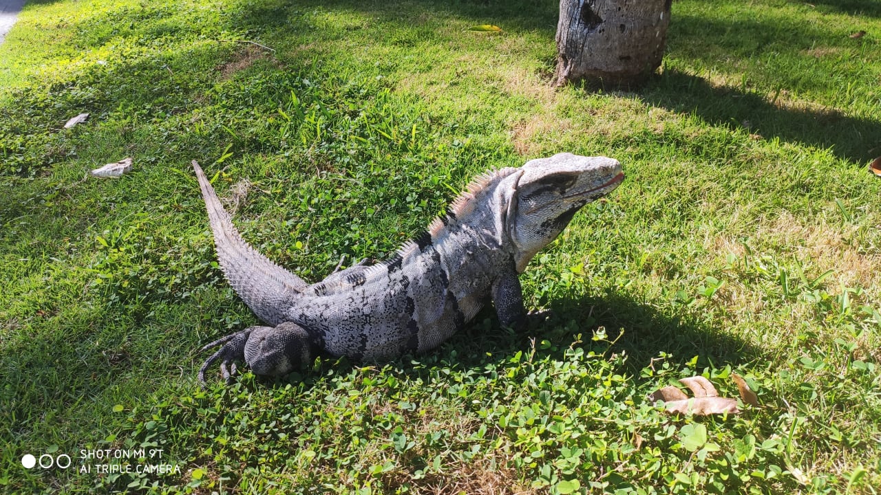 Gastro Catalonia Playa Maroma