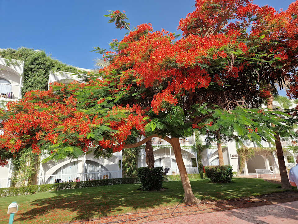 Gartenanlage Desert Rose