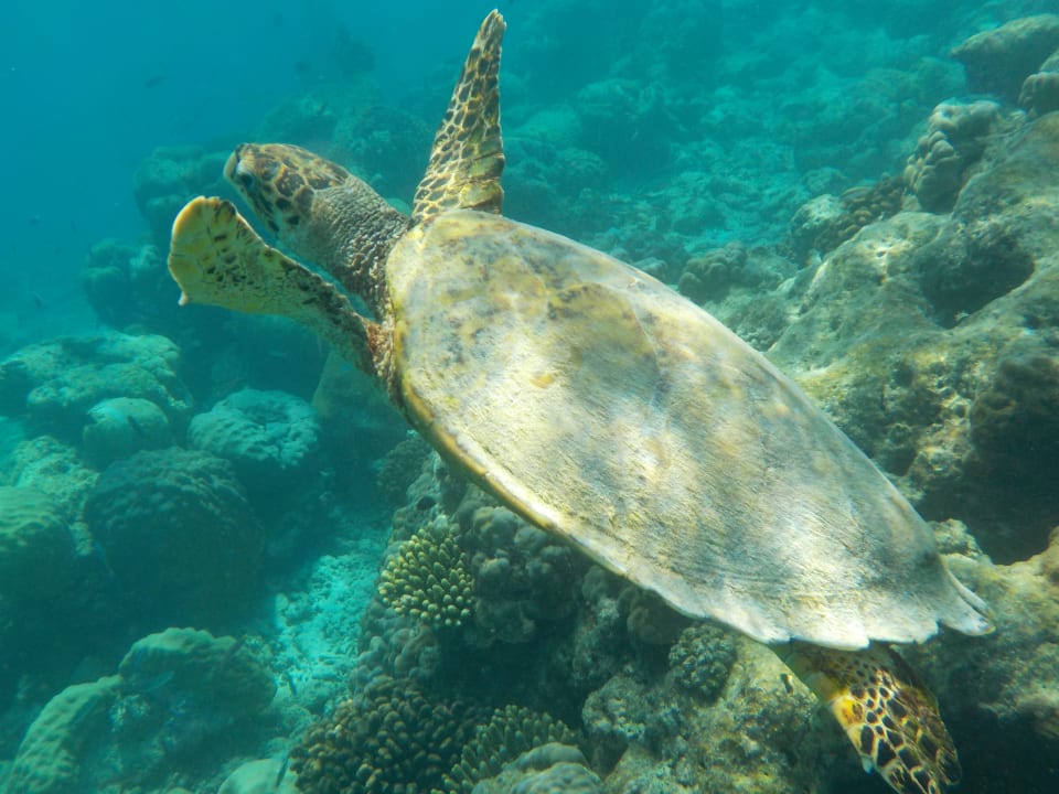 Strand Kuramathi Maldives