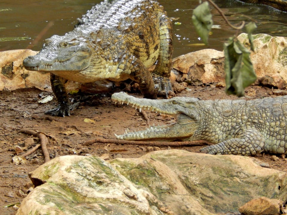 Nilkrokodile Boko Boko Porini Farm- and Guesthouse
