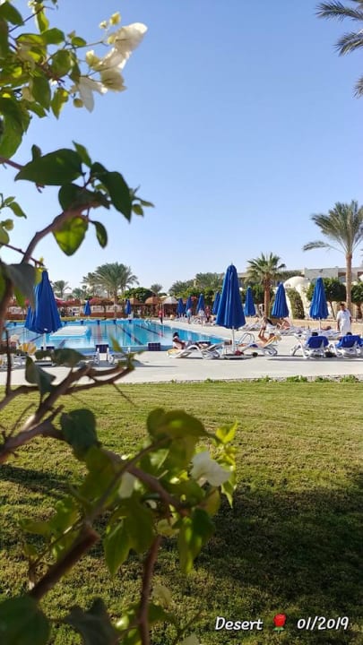 Gartenanlage Desert Rose