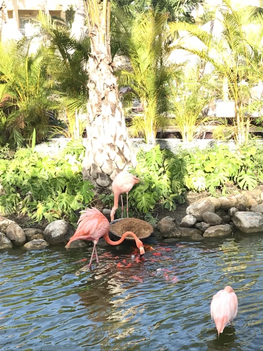 Gartenanlage Wyndham Alltra Punta Cana