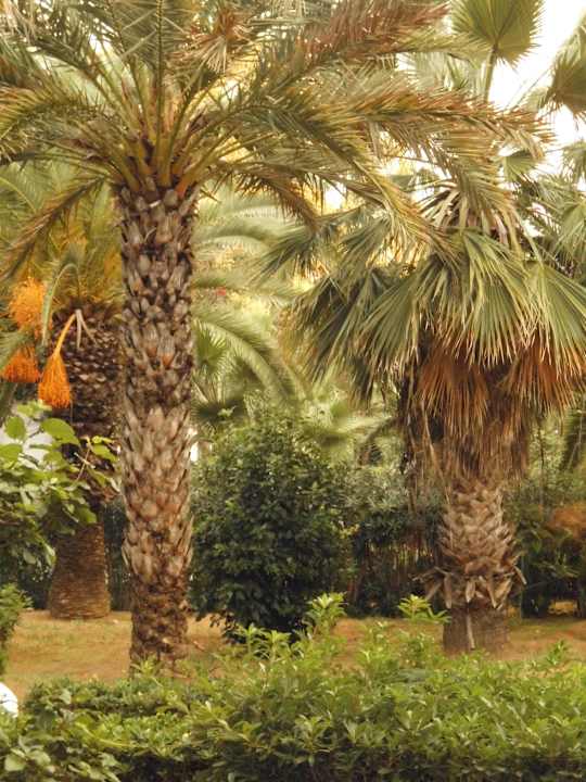 Baum mit Frucht Movie Gate Miramar