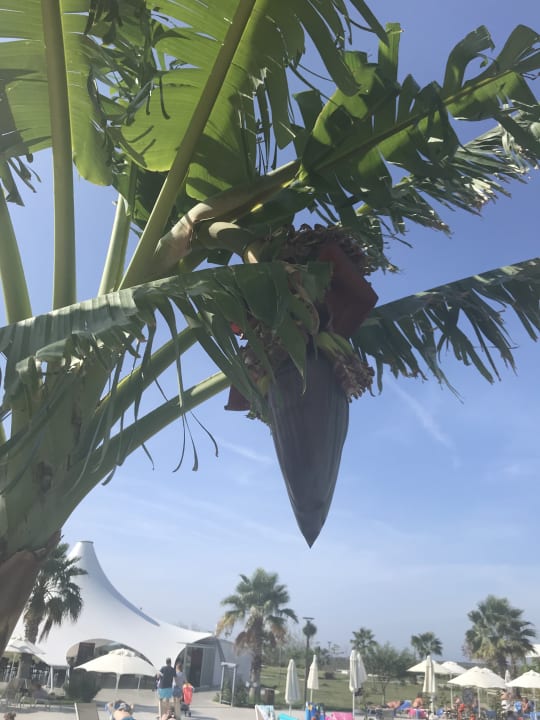 Garten Aquasis De Luxe Resort & Spa