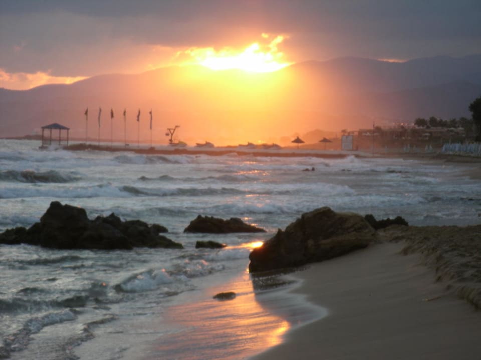 Sonnenaufgang Cactus Royal