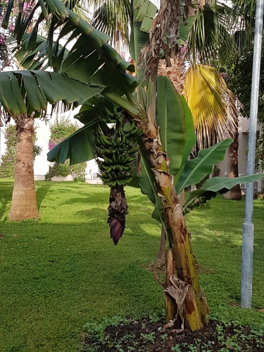 Gartenanlage Labranda Alantur Resort