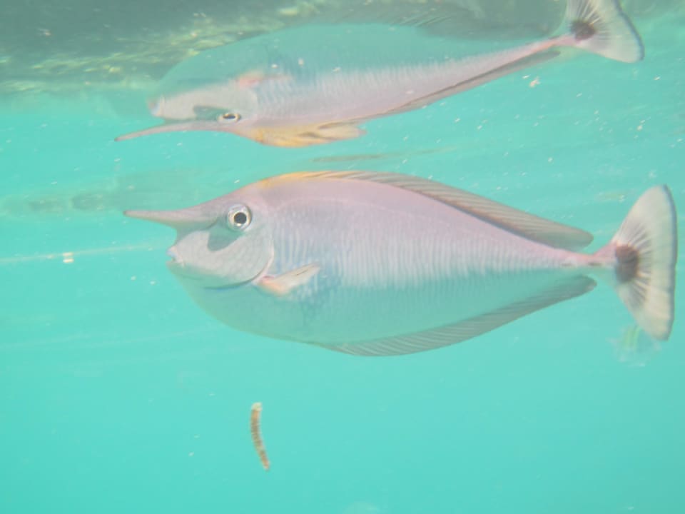 Fisch Adaaran Select Hudhuran Fushi - Premium All Inclusive