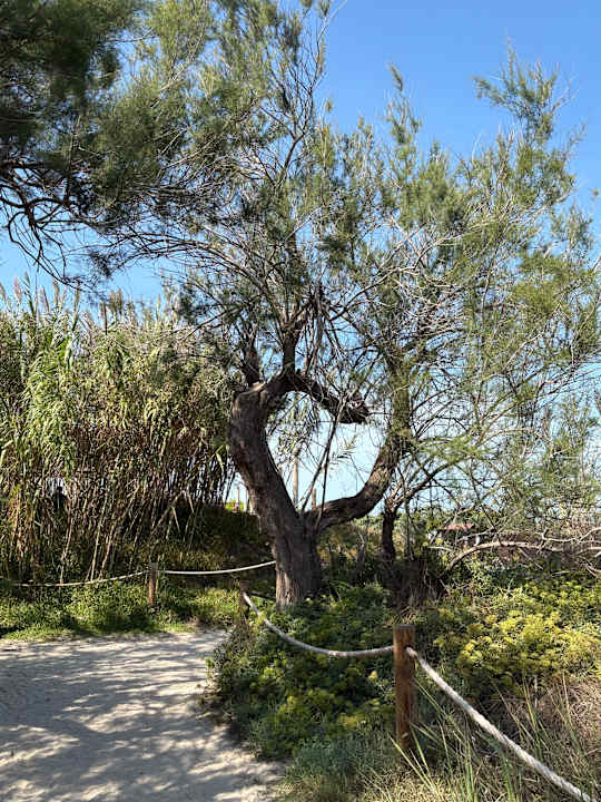 Strand Iberostar Selection Albufera Park