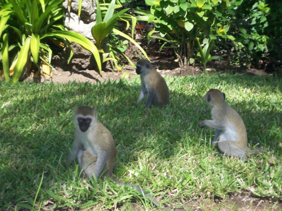 Affen beim Frühstück Hotel Southern Palms Beach Resort