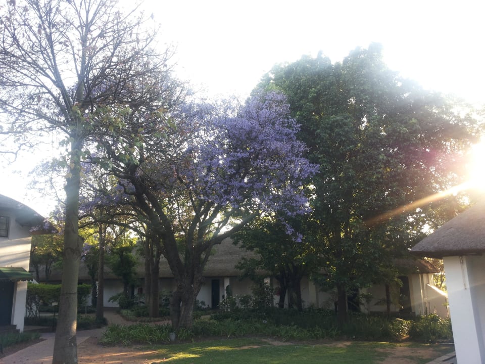 Garten mit Jacaranda Indaba Hotel