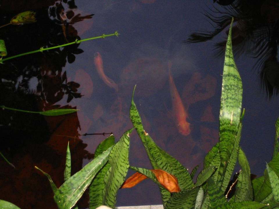 Teich The Fair House Beach Resort