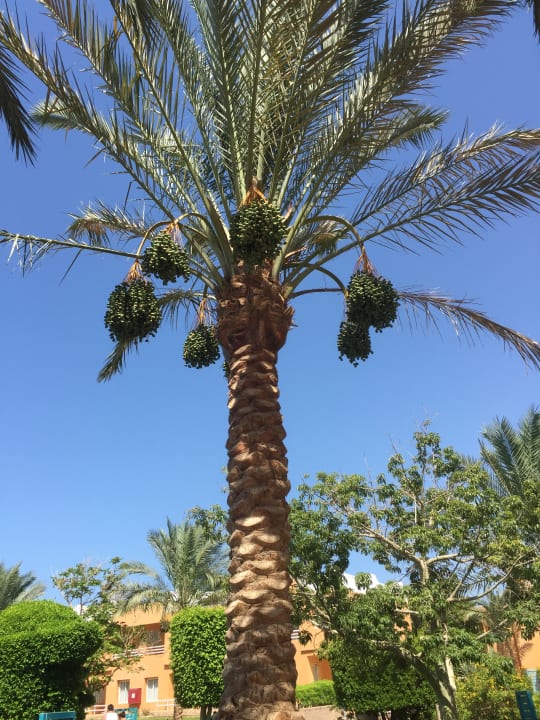 Gartenanlage Golden Beach Resort