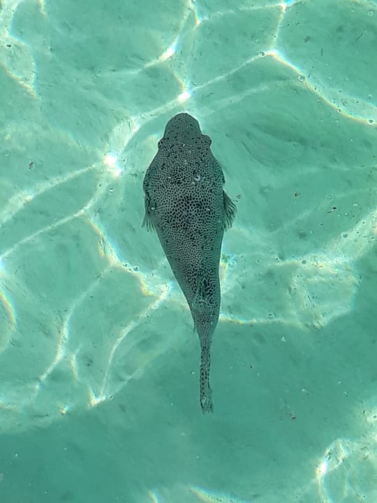 Strand Cinnamon Dhonveli Maldives