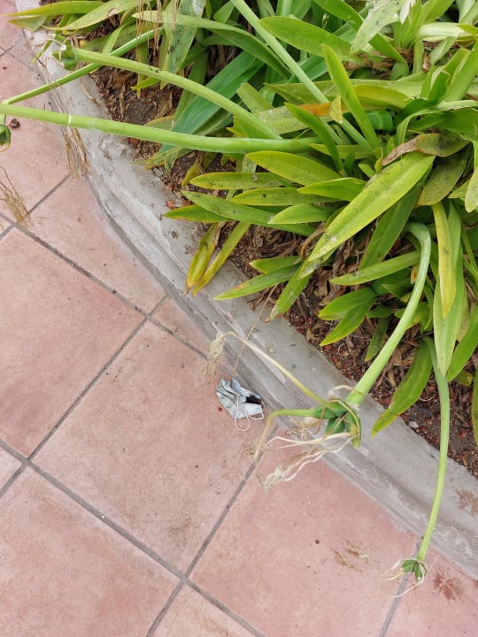 Gastro Maspalomas Princess