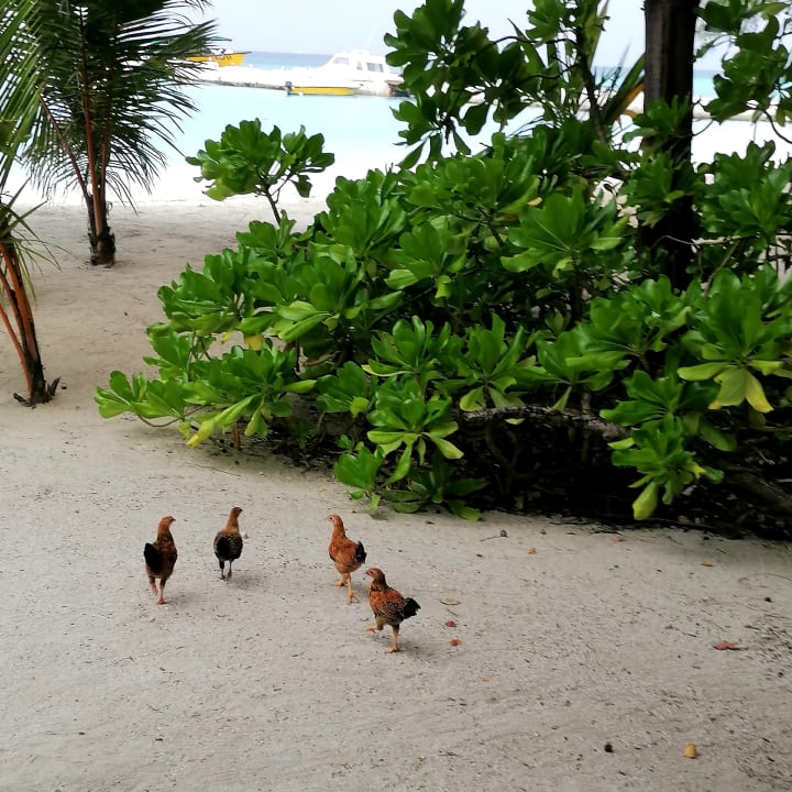 Ausblick Summer Island Maldives