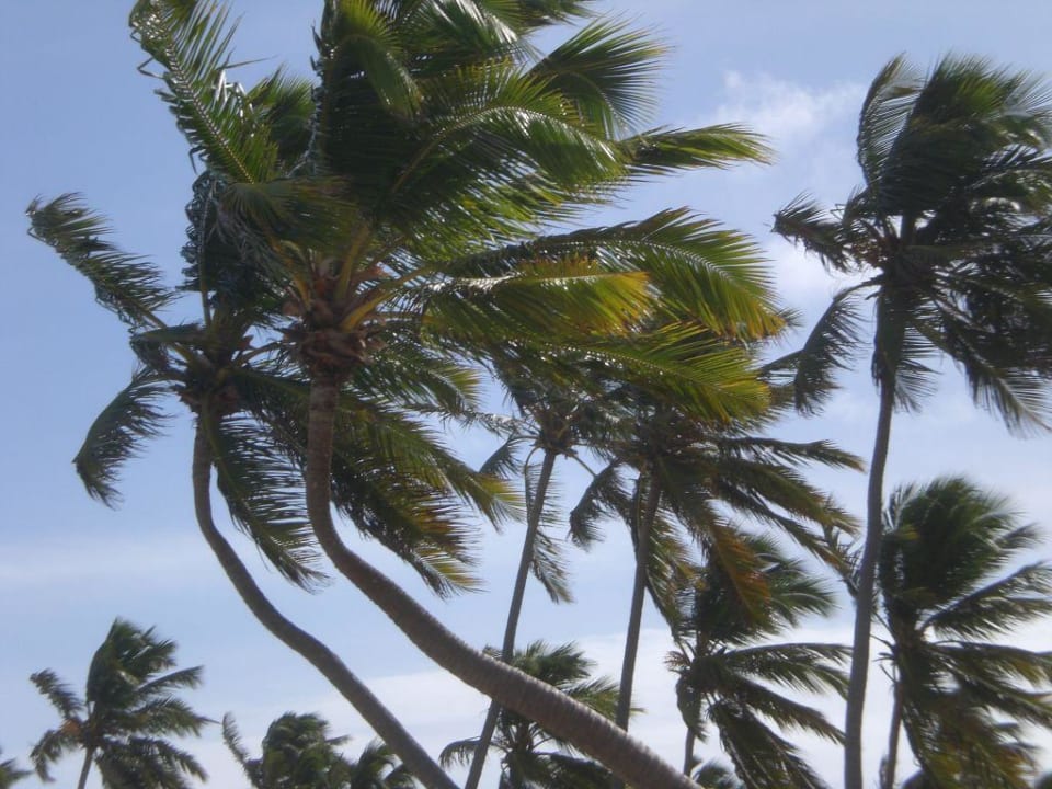 Paradiesische Palmen Hotel Riu Palace Punta Cana