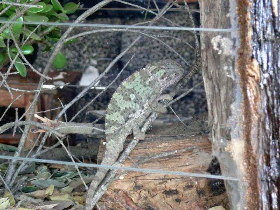 Der berühmte Ole-Langy Royal Mara Safari Lodge