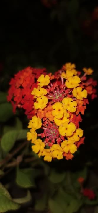 Gartenanlage alltoura Club SUNRISE BEACH RESORT