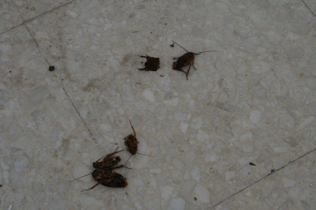 Kakerlaken-Zimmer Eden Club