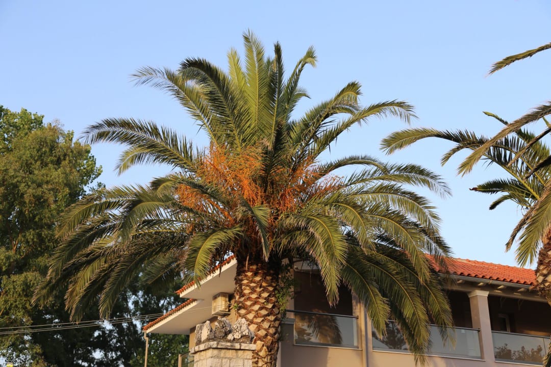 Gartenanlage Acharavi Beach Hotel