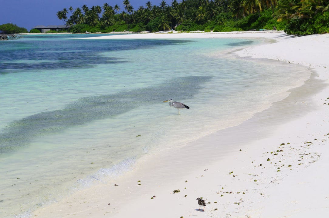 Strand vor Gartenbungi Kuredu Island Resort & Spa