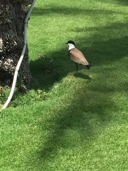 Garten Steigenberger Coraya Beach - Adults only