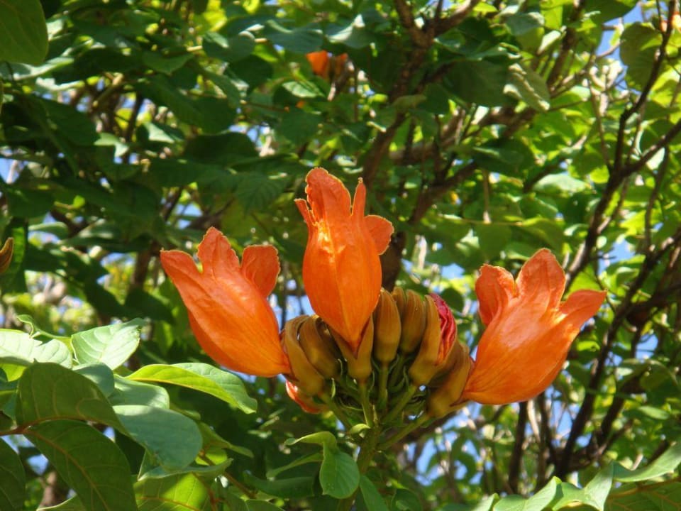 blütenpracht im hotelgarten Paradisus Rio de Oro Resort & Spa - Adults only