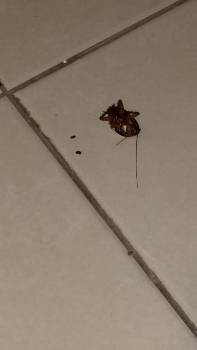 Zimmer allsun App.-Hotel Albatros