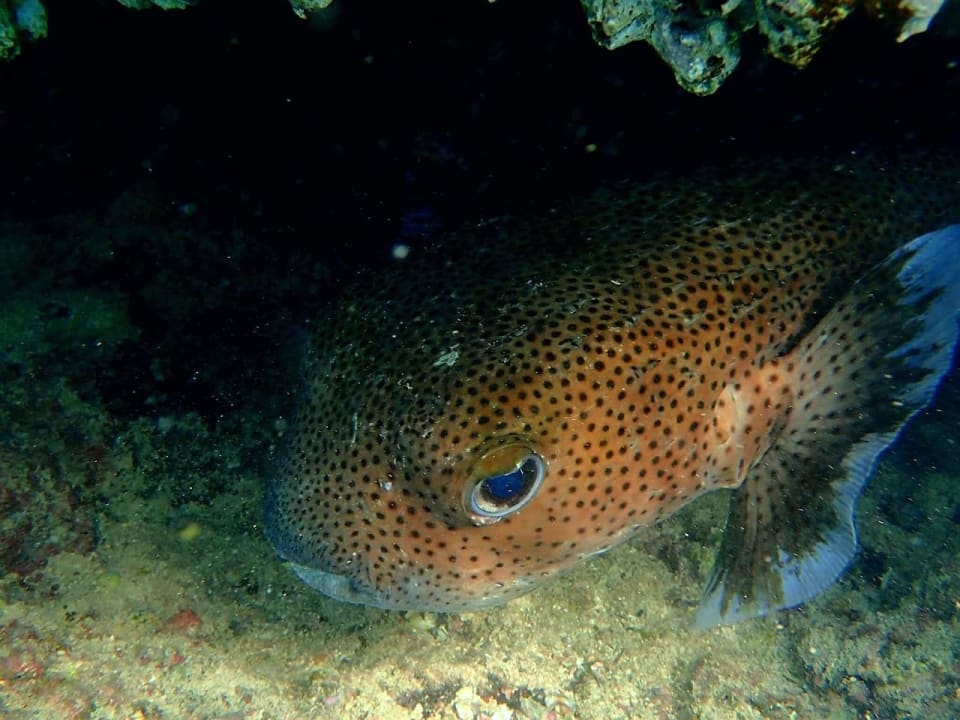 Strand Pickalbatros Citadel Resort