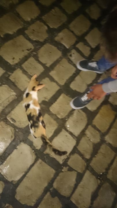 Streunende Katzen Lella Baya & Thalasso