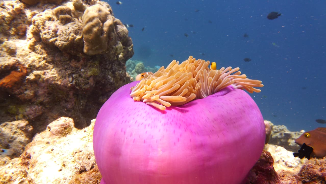 Strand Adaaran Select Meedhupparu Island Resort - Premium All Inclusive