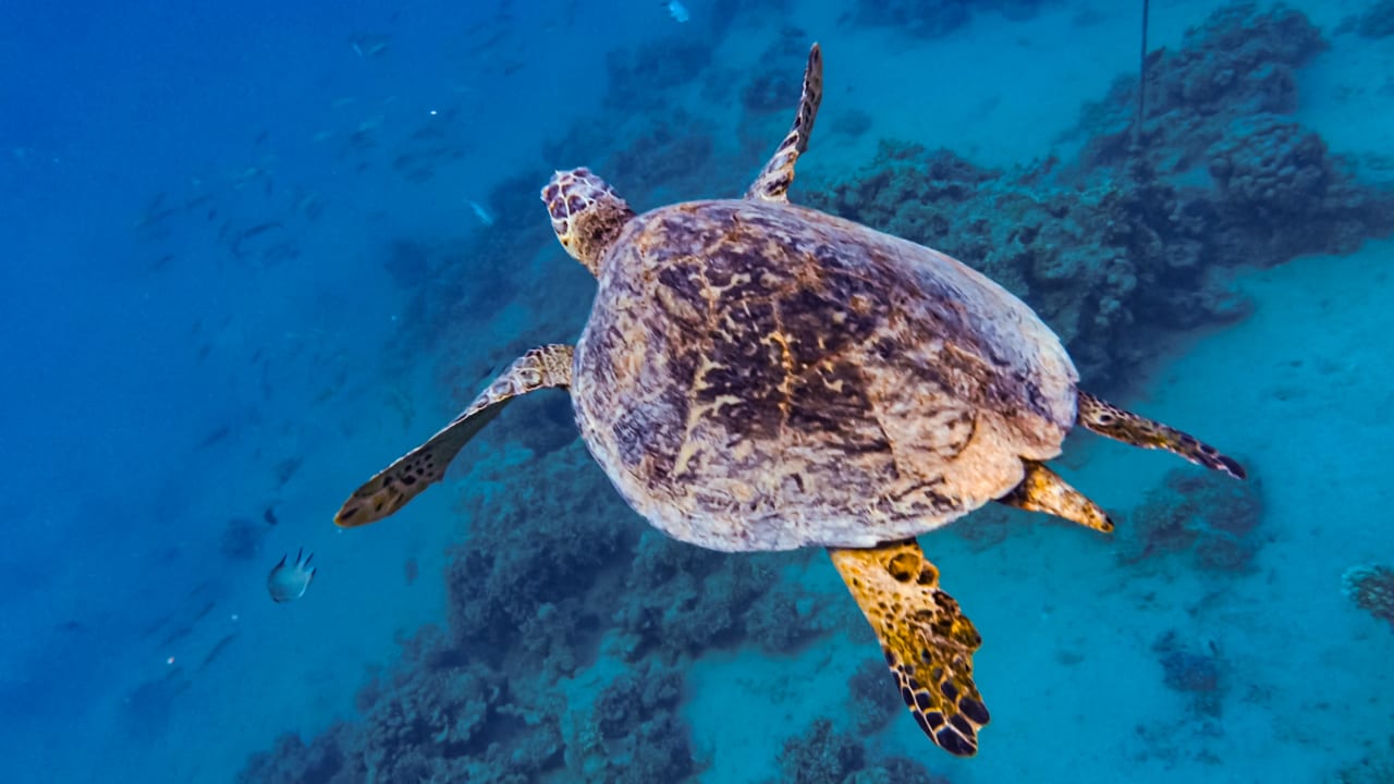 Strand Steigenberger Coraya Beach - Adults only