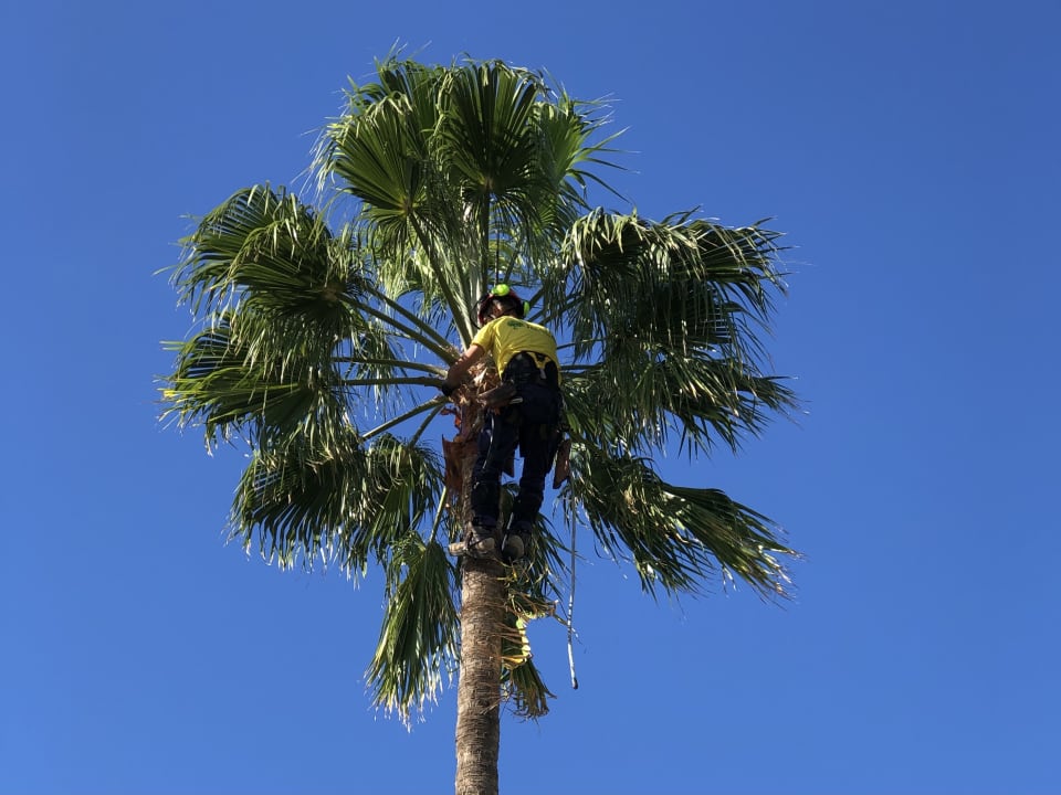 Gartenanlage Hotel Riu Gran Canaria