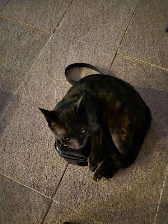 Sonstiges allsun Hotel Carolina Mare