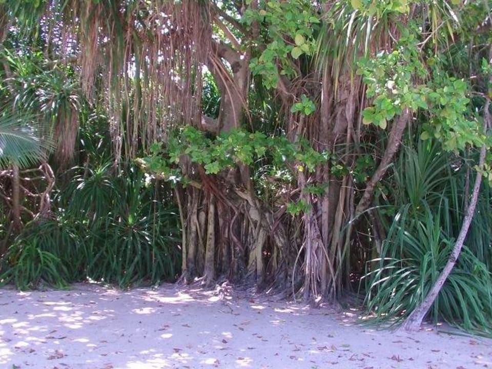 Einmalig schön Kuredu Island Resort & Spa