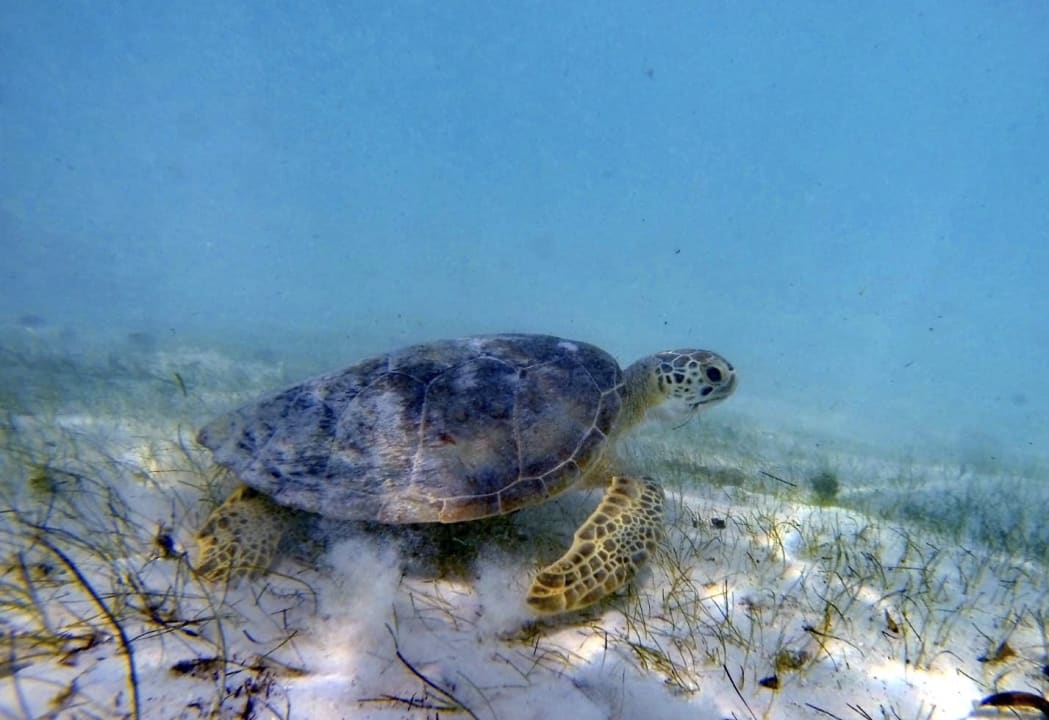 Strand Akumal Bay Beach & Wellness Resort