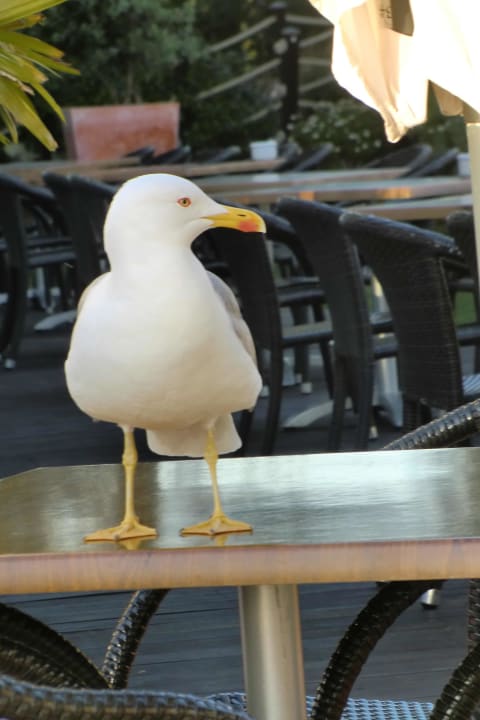 Sonstiges PortoBay Falésia