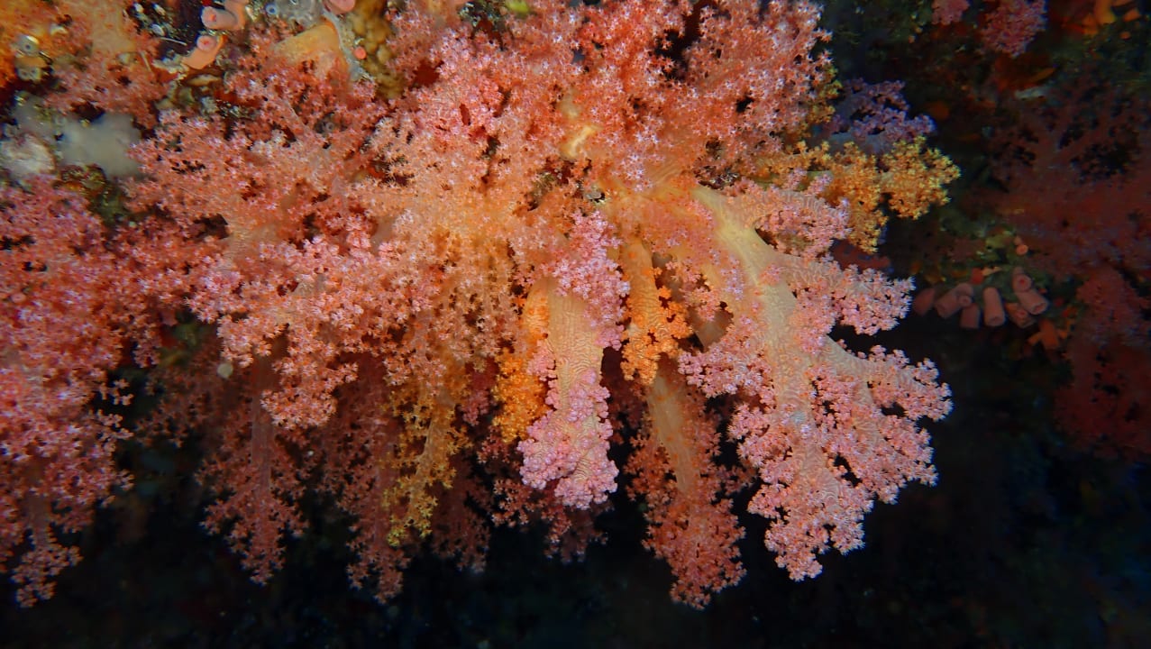 Sport & Freizeit Boutique Beach All Inclusive Diving Hotel