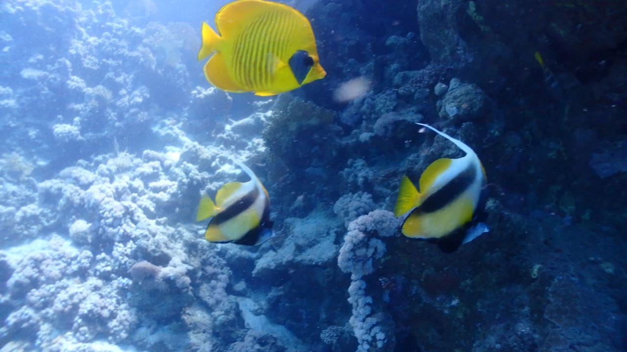 Strand Steigenberger Coraya Beach - Adults only