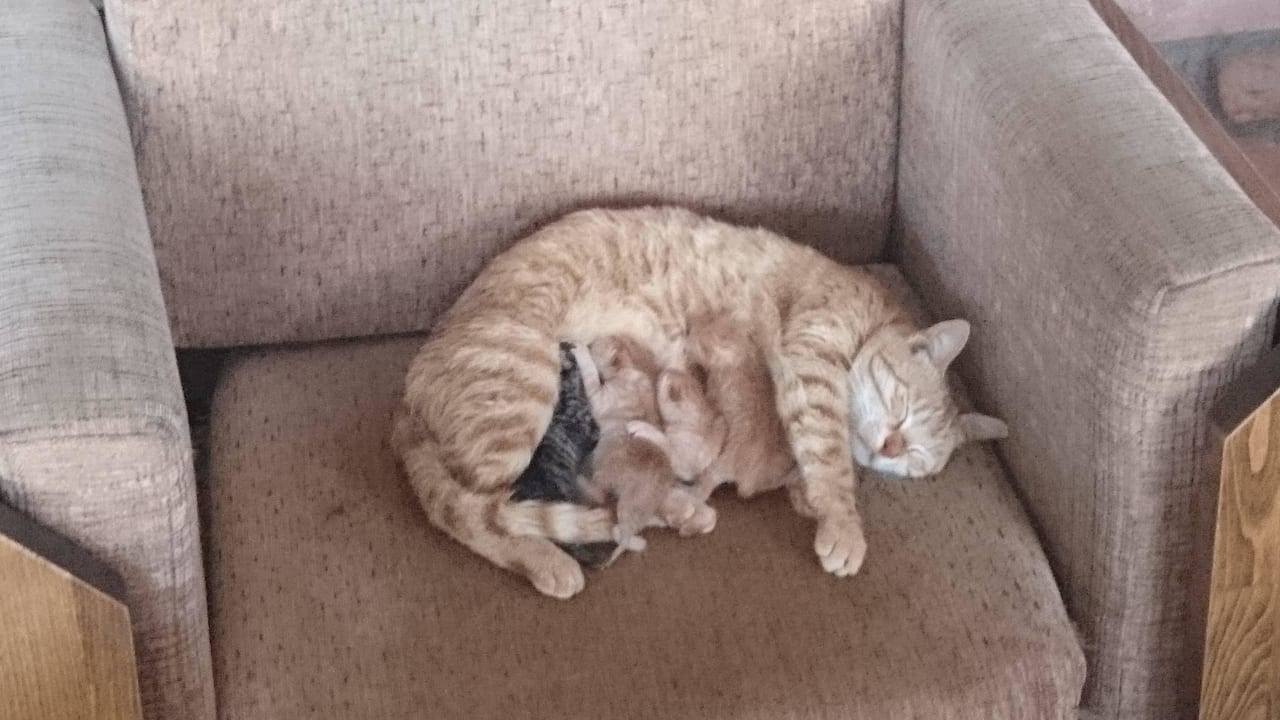 Katze kurz nach Wurf Seaden Corolla Hotel